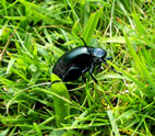 Clwydian Ecology photo of a bug