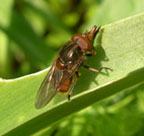 Clwydian Ecology photo of brown bug