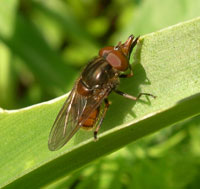 Clwydian Ecology photo of brown bug