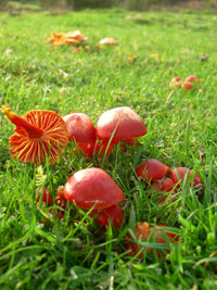 Clwydian Ecology photo of mushrooms in field