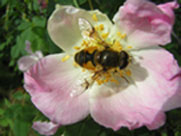 Clwydian Ecology photo of pink flower with bee